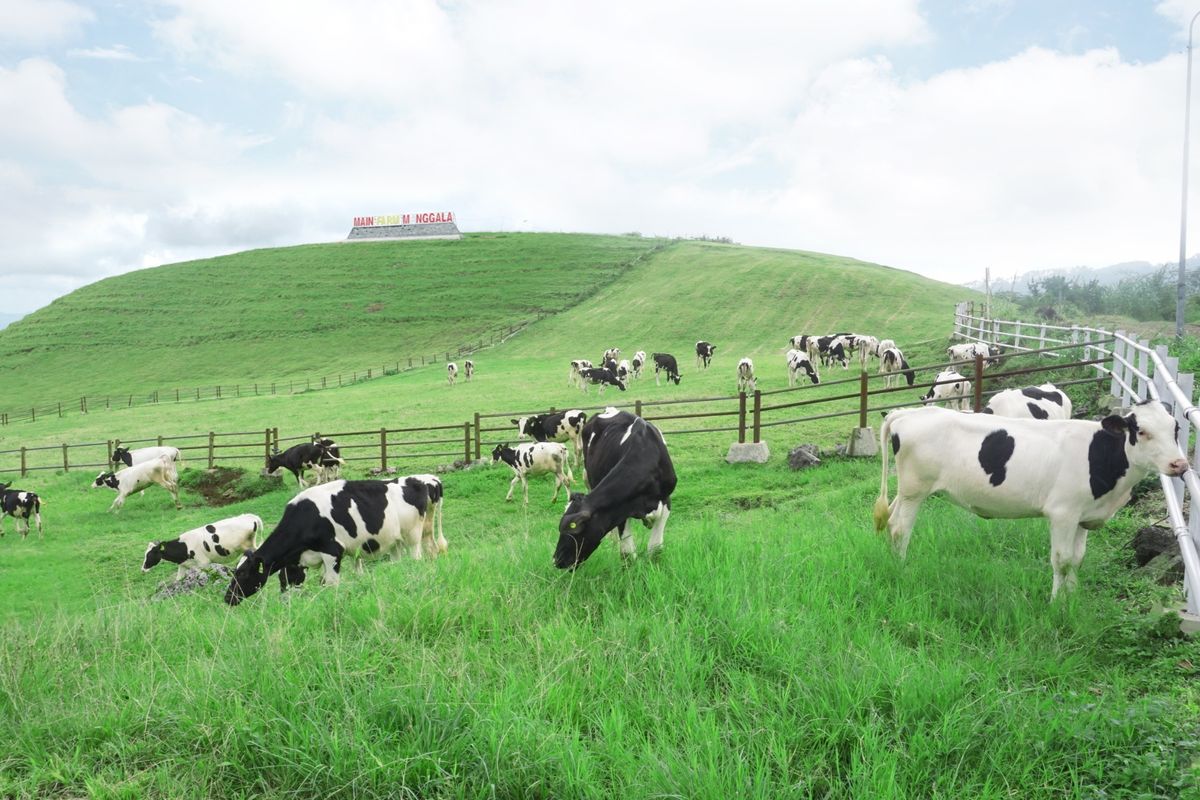 Meningkatkan Ternak dengan Hijauan Protein Alami Unggul