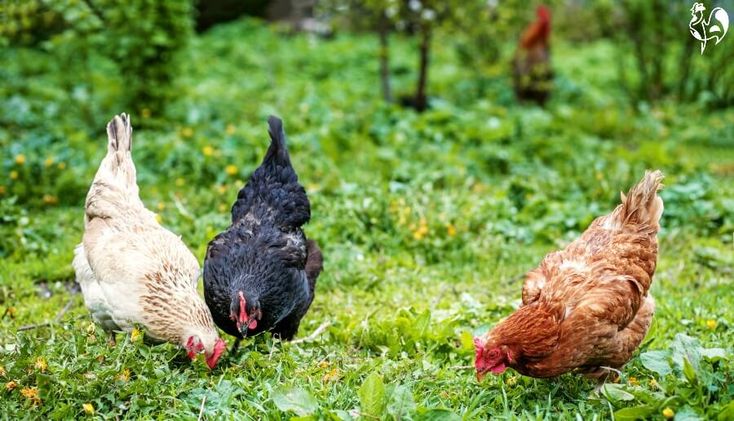 rumput yang bagus untuk pakan ayam