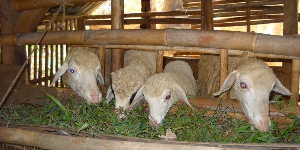 Pakan Ternak Domba Agar Cepat Besar dengan Nutrisi