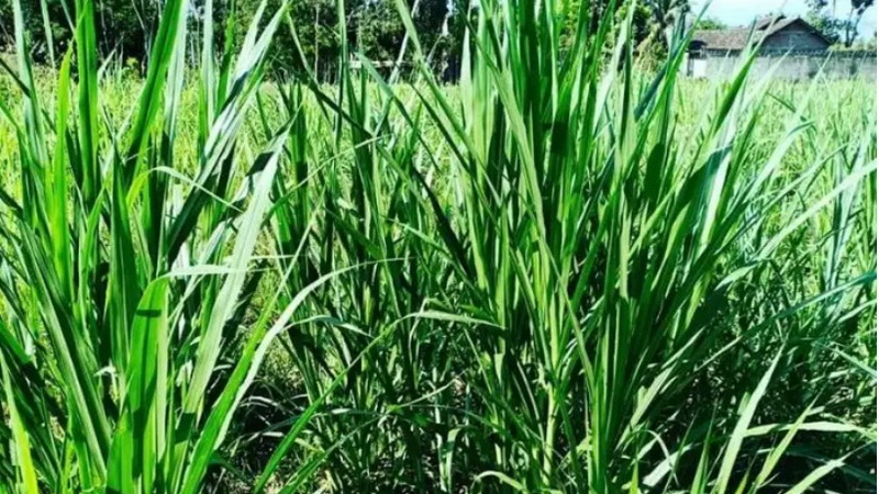 pakan hijau volume stabil